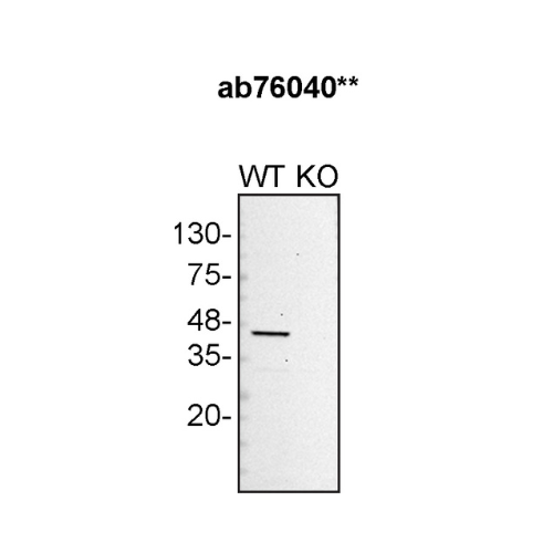 WB Image