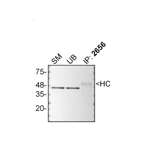 IP Image