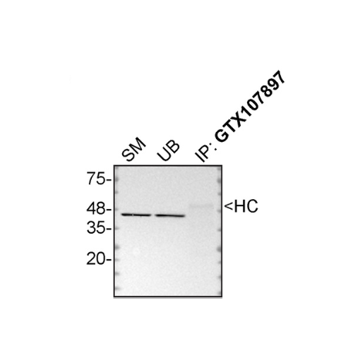 IP Image