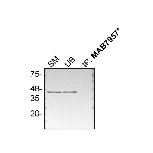 IP Image