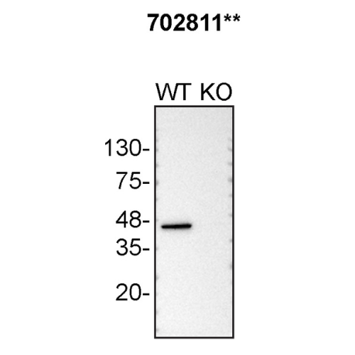 WB Image