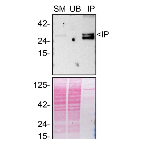 IP Image