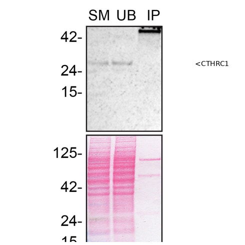IP Image