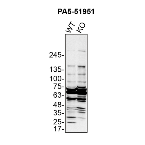 WB Image
