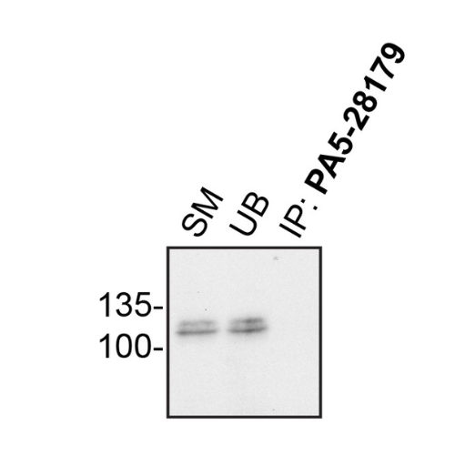 IP Image