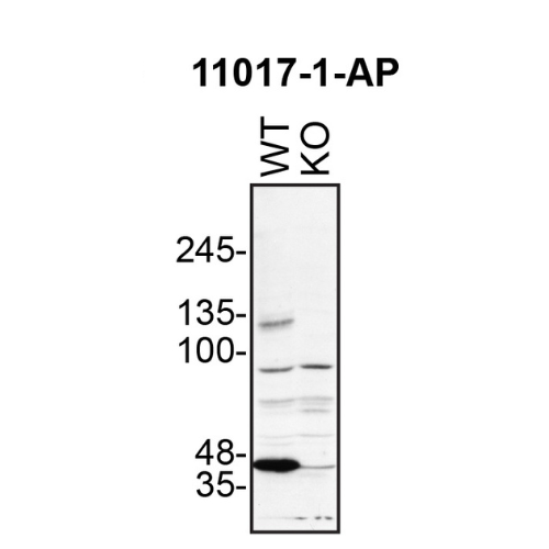 WB Image