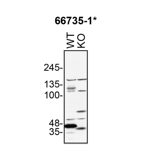 WB Image