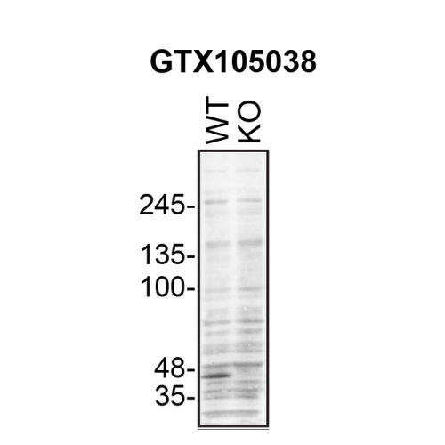 WB Image