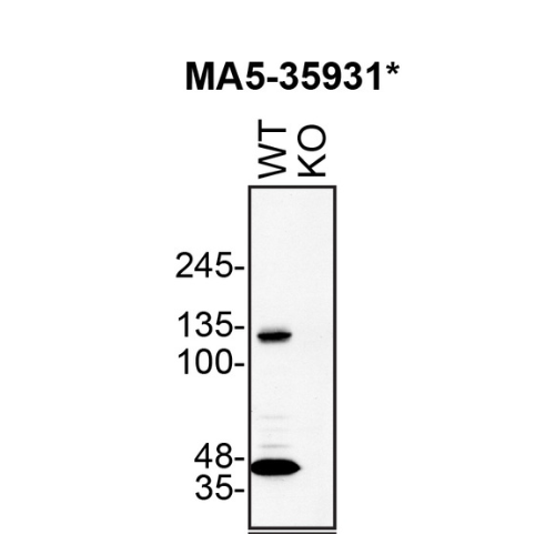 WB Image