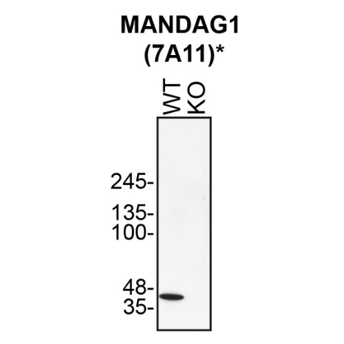 WB Image
