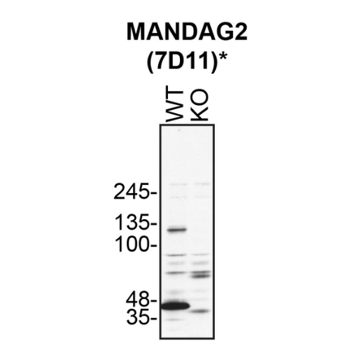 WB Image