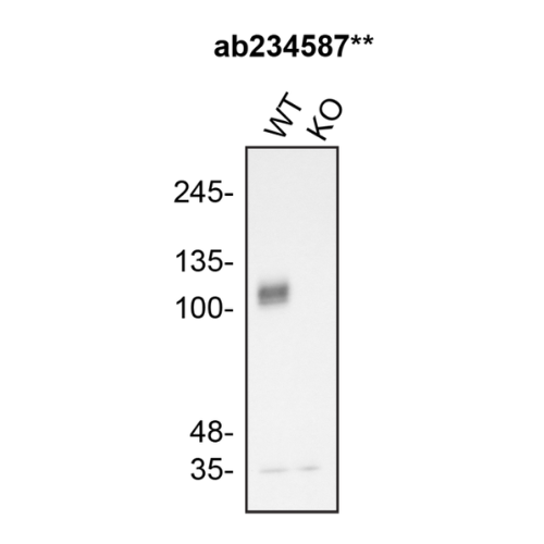 WB Image