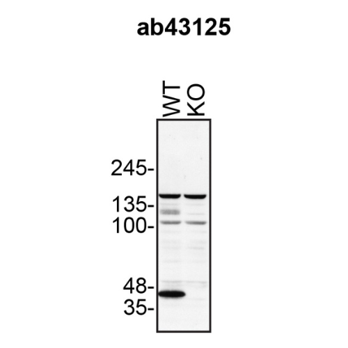 WB Image