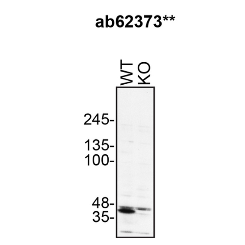 WB Image