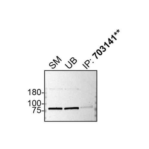 IP Image