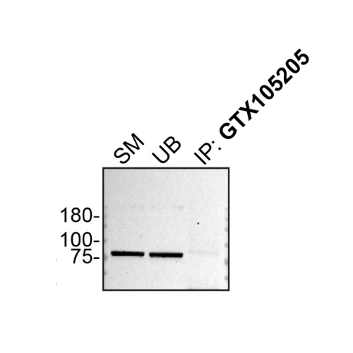 IP Image