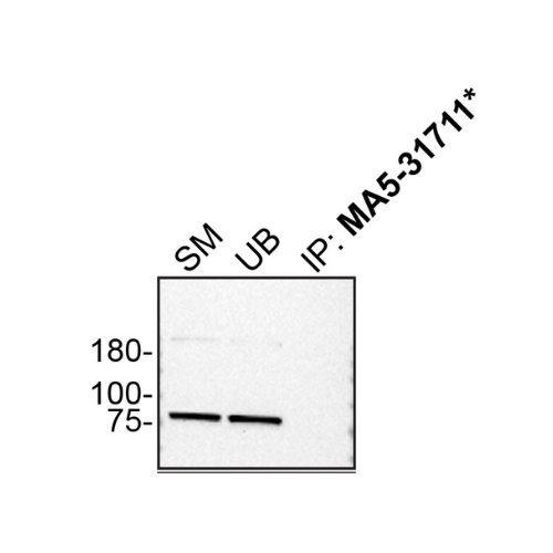 IP Image