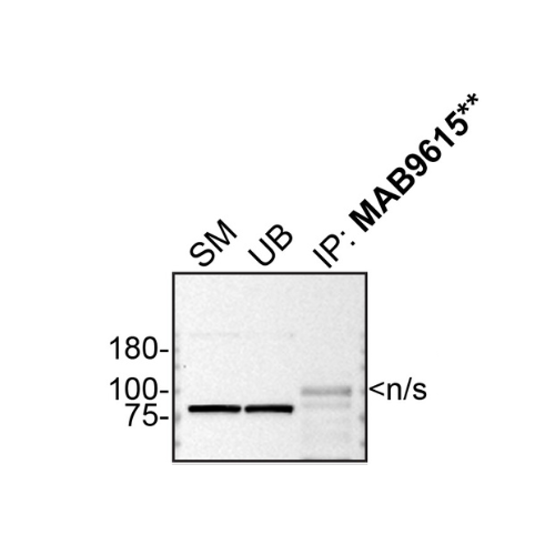IP Image