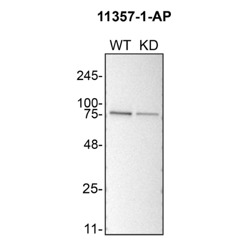 WB Image