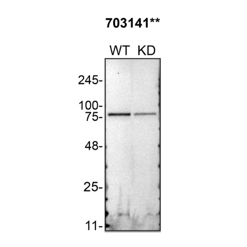 WB Image