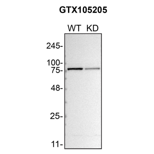WB Image