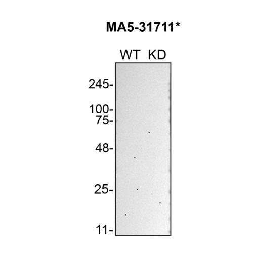 WB Image
