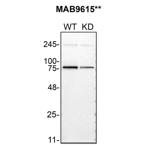 WB Image
