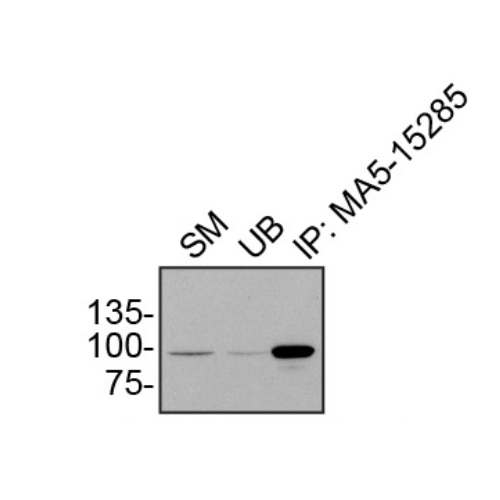 IP Image