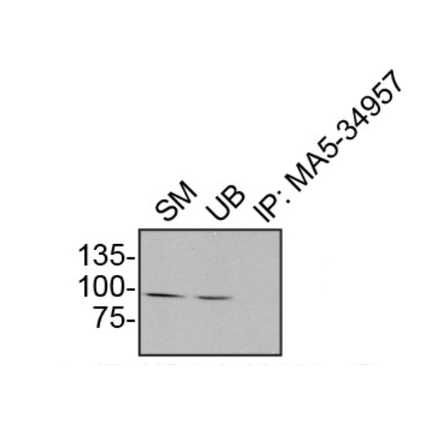IP Image