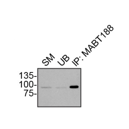 IP Image