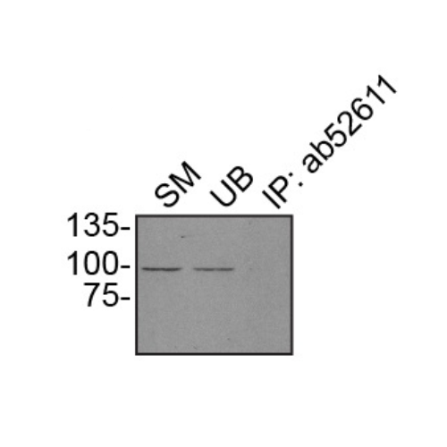 IP Image