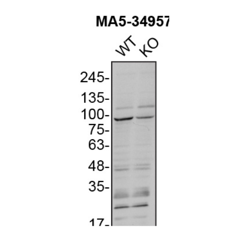 WB Image