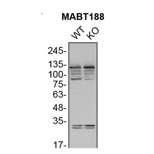 WB Image