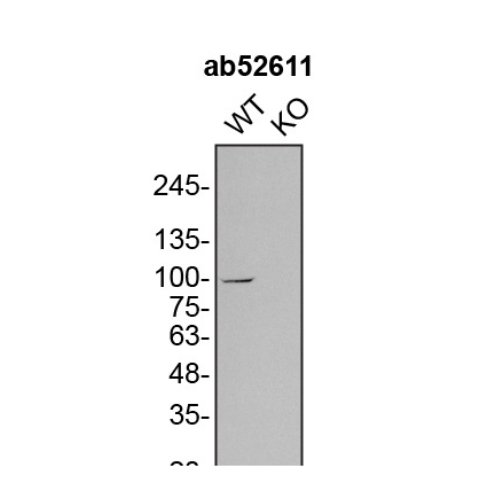 WB Image