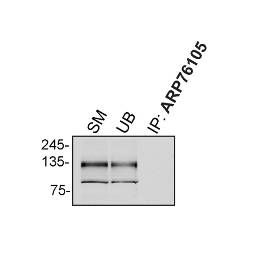 IP Image