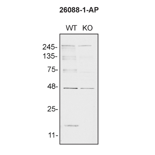 WB Image