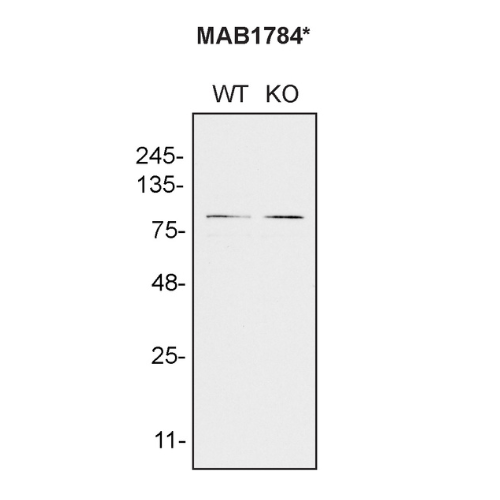 WB Image