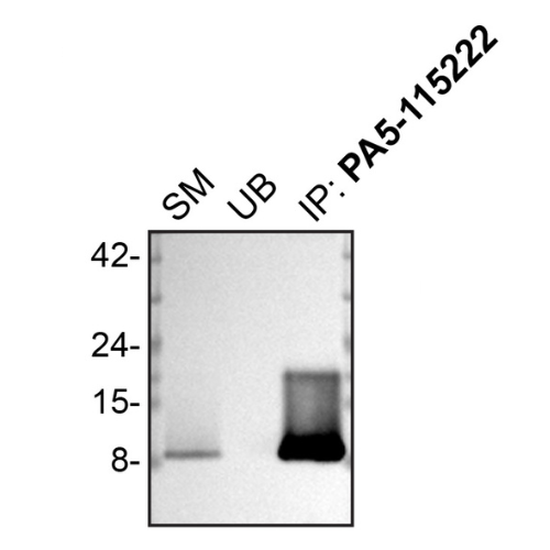 IP Image