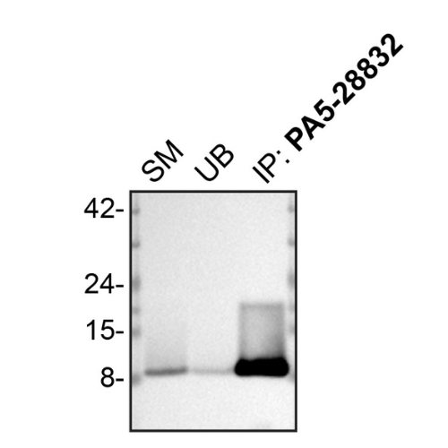 IP Image