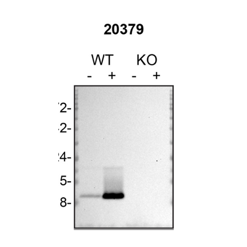 WB Image