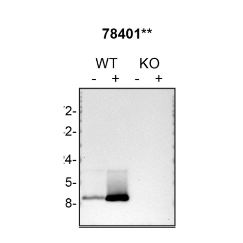 WB Image