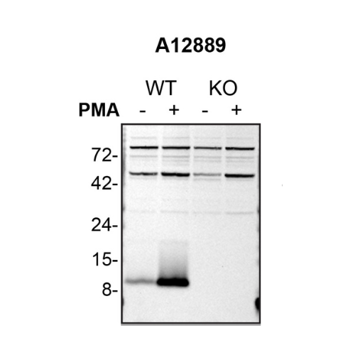 WB Image
