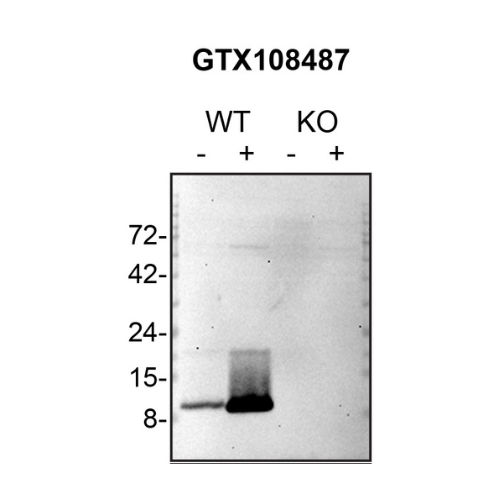 WB Image
