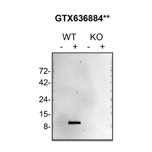 WB Image