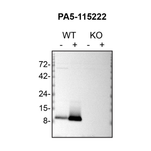 WB Image