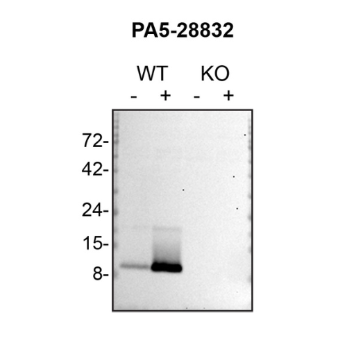 WB Image