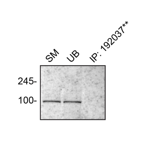 IP Image