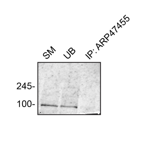 IP Image