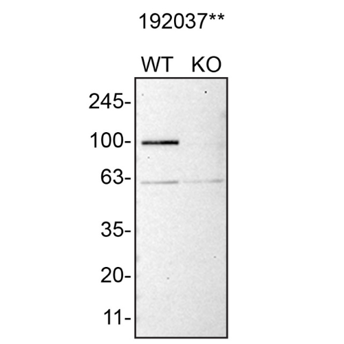 WB Image