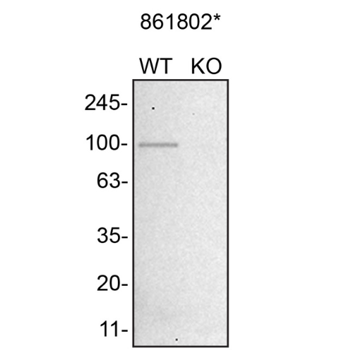 WB Image